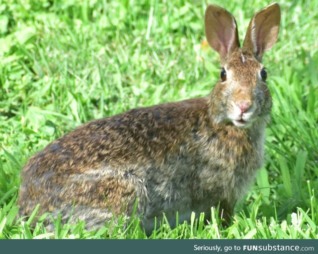 A wild Eastern cottontail rabbit