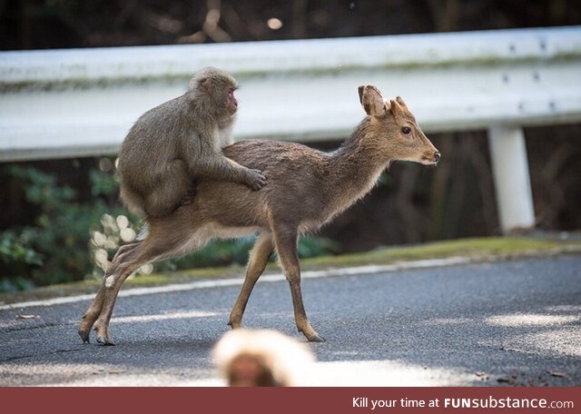 Monkey in Japan catching a ride with a deer