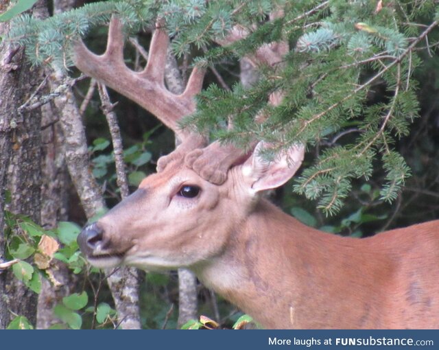 Wife took this photo, she pointed out that the base of the antlers looks like cat paws