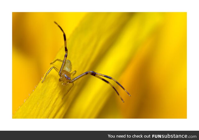 [OC] found this little crab spider in the garden today