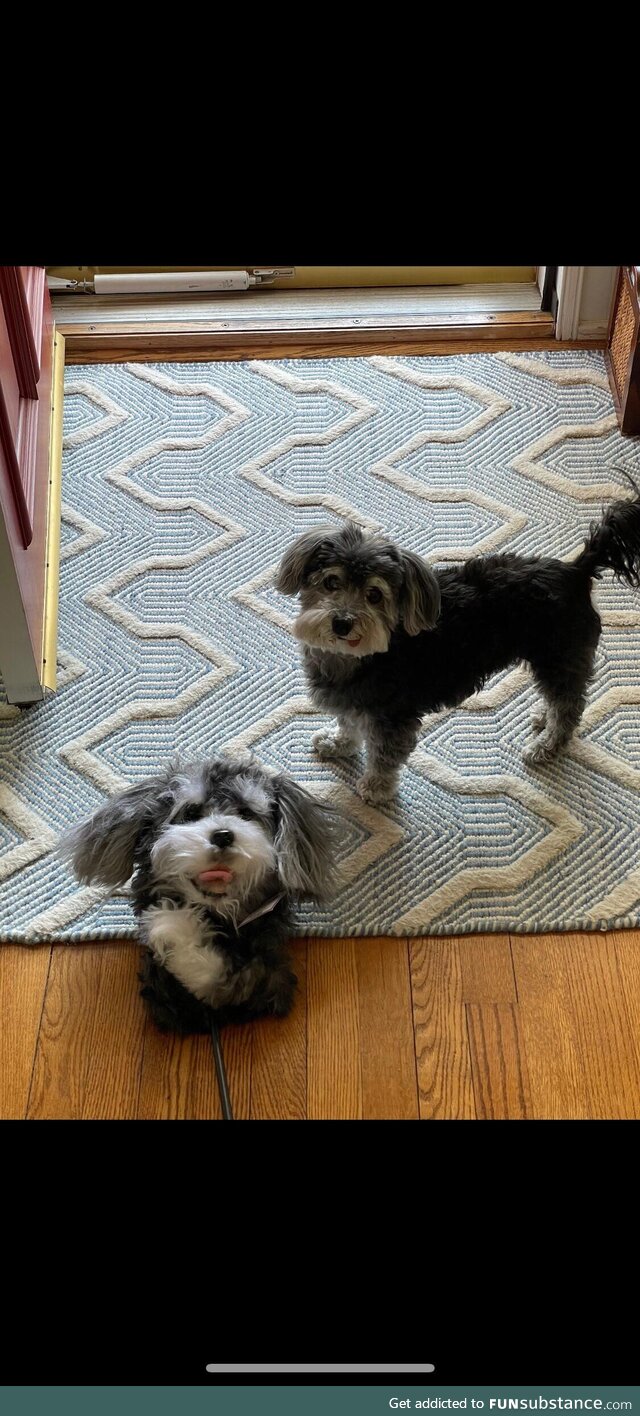 Buddy got a custom golf club cover, his dog’s not into it