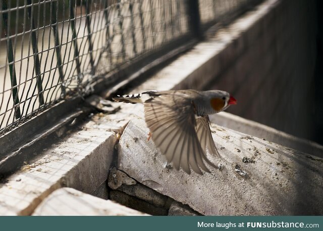 Zebra finch in flight close up