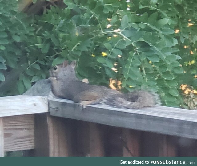 Squirrel 'hiding from me after I scared it away from the bird feeder