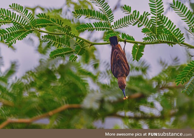 [OC] Female sunbird caught an insect, image captured near the east coast road, Chennai