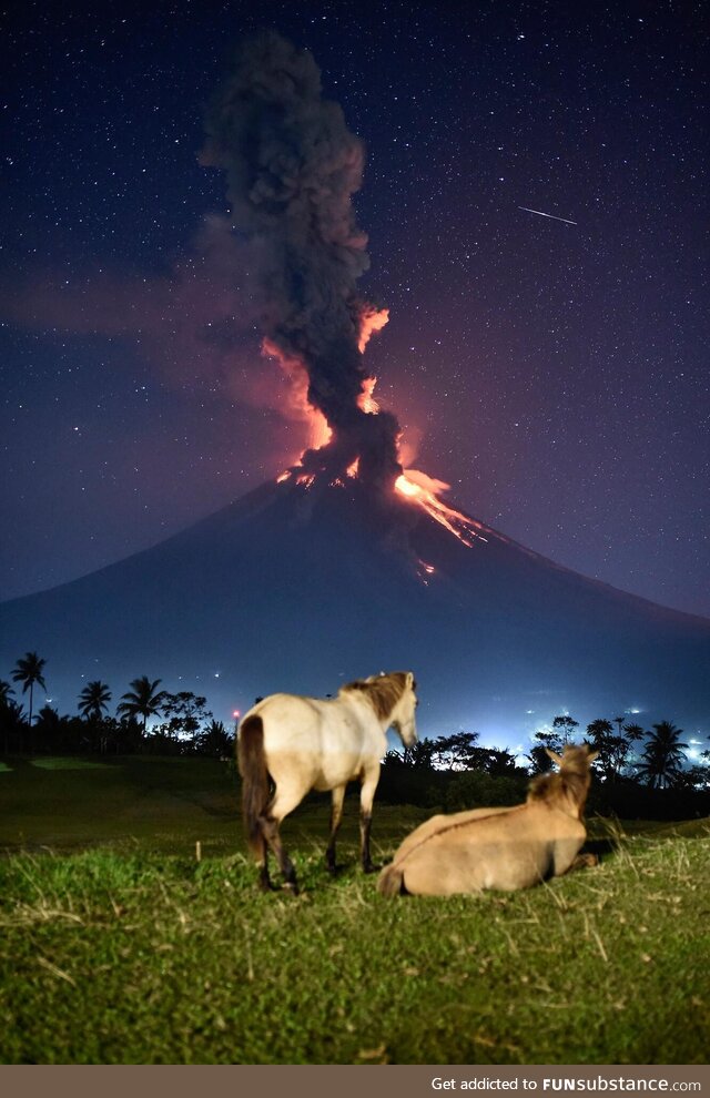 Horses watching the Mayon Valcano erupt