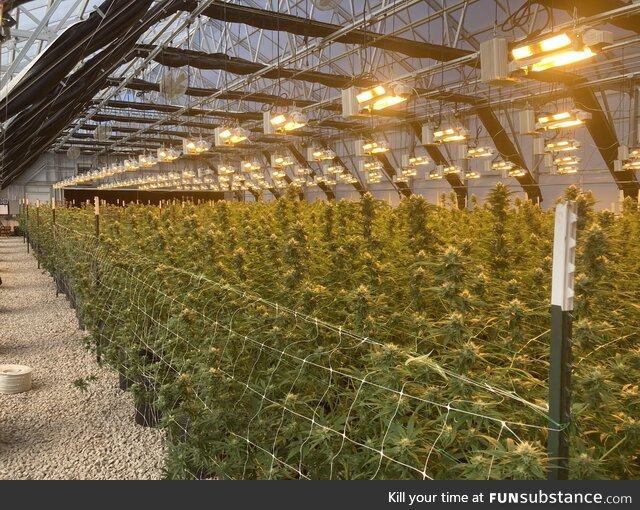 This is what a legal, indoor marijuana farm looks like in the midwest