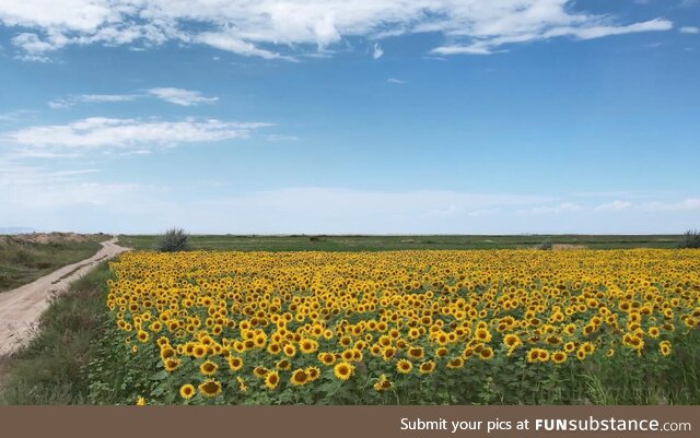 Sunflower field