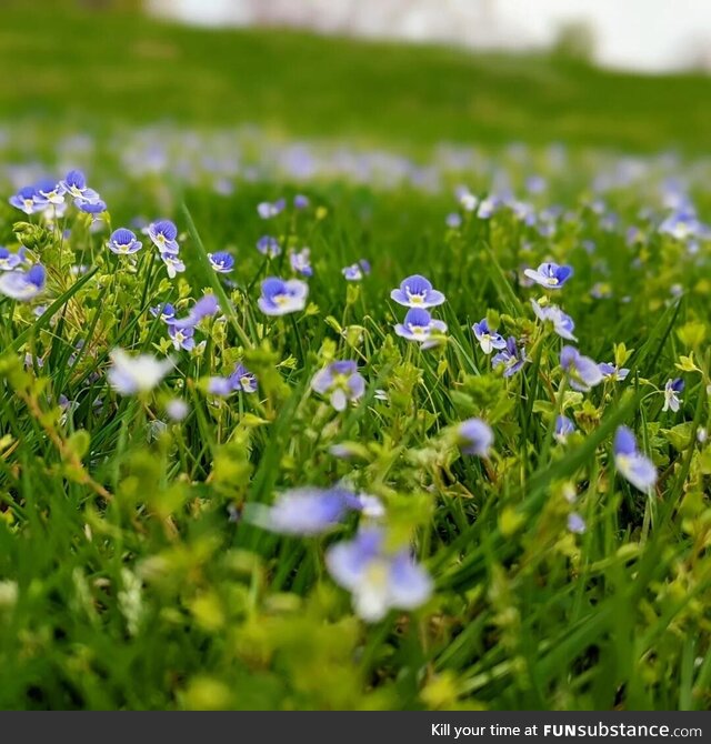 [OC] A field of tiny flowers