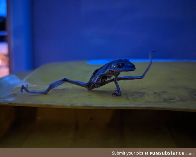 I found this dried, dead frog in my A/C unit. "Hello my baby, hello my honey, hello my