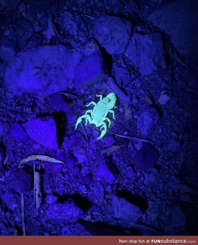 My husband finding scorpions under black light in the Sonoran Desert