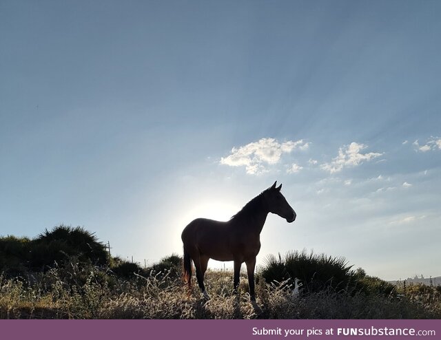 Magnificient horse photo taken in Morocco