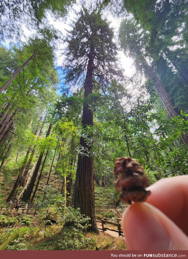 A redwood from cone to full grown