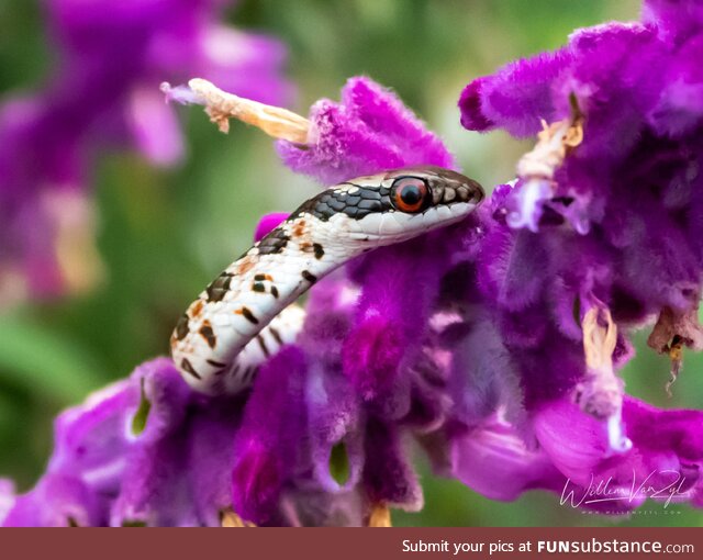 Spotted Skaapsteker (Psammophylax rhombeatus), mildly venomous but harmless to humans [OC]