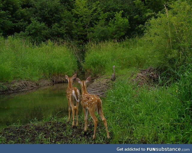 Fawns and great blue heron meet