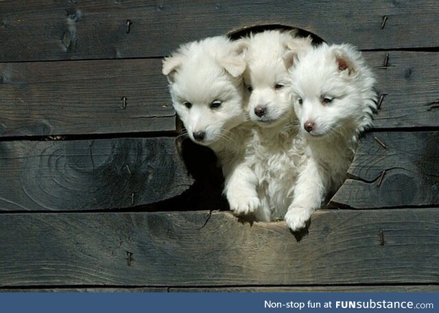 Cerberus =)