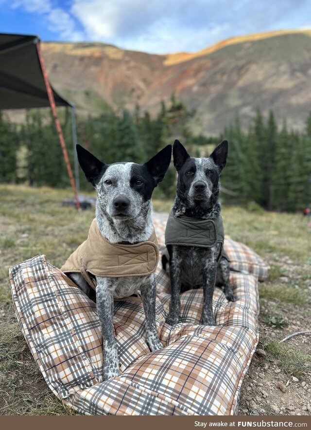 Y’all seem to like my Goth House, here’s the matching pooches