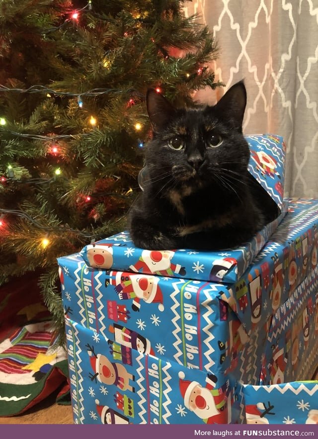 I Wonder What That Cat-Shaped Gift Could Be