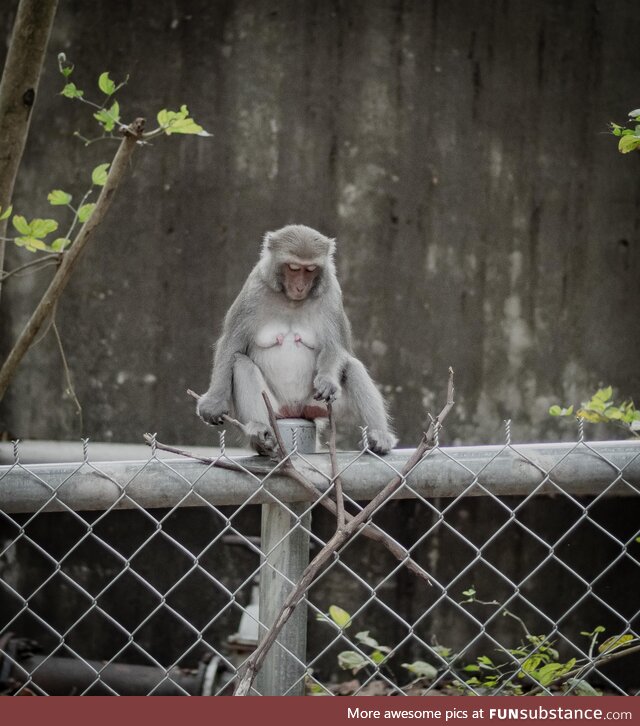 Sad Keanu but its a monkey