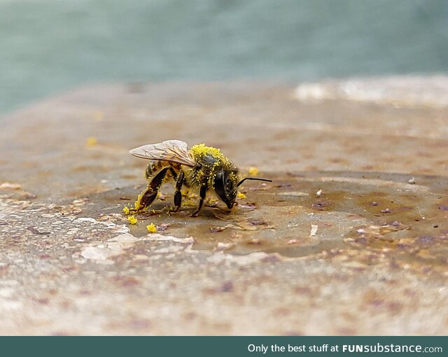 Found this little guy with too much pollen taking a break