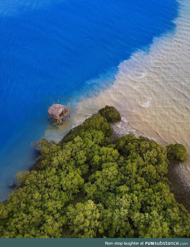  Mangrove forests in Hormozgan Iran, PersianGulf