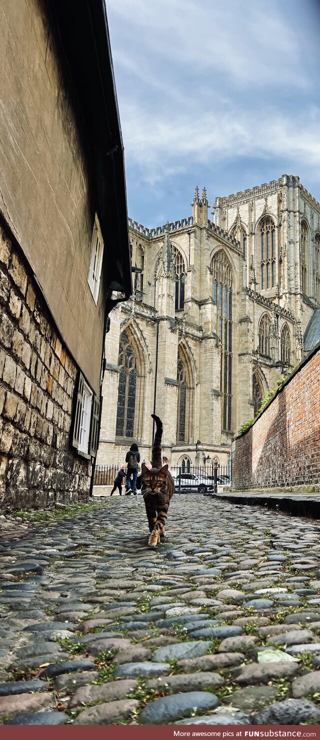 [OC] The Cat of York Minster