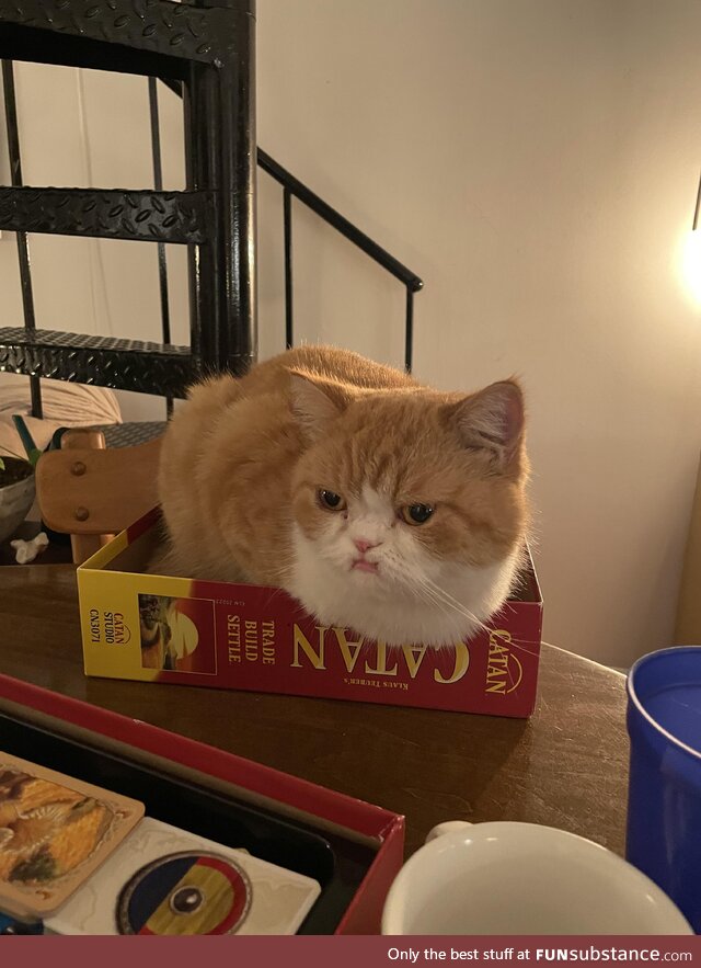 He puts the “Cat” in Catan