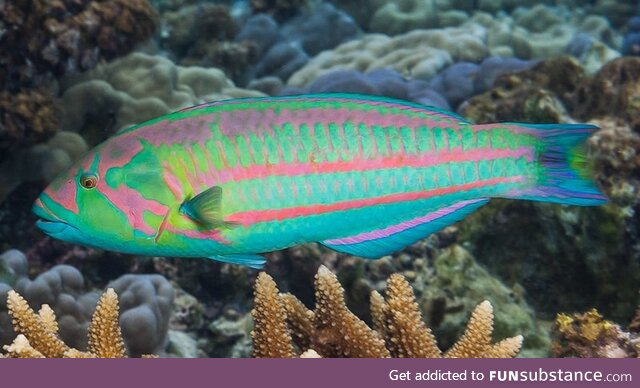 Fishy Fun #69: Christmas Wrasse