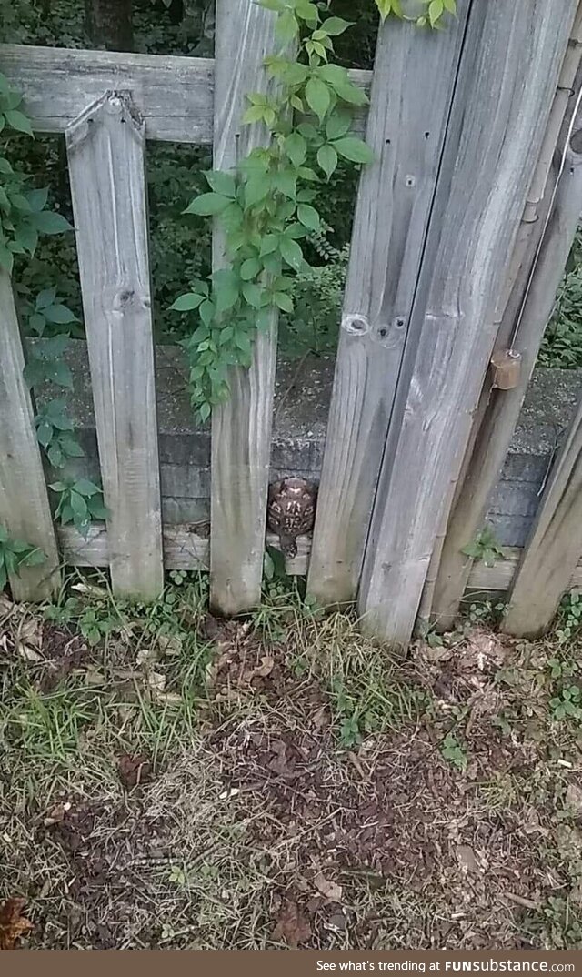 Ninja turtle enough to get on the wall, not ninja enough to escape the deadly fence