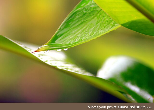 (OC) Raindrops on Leaves