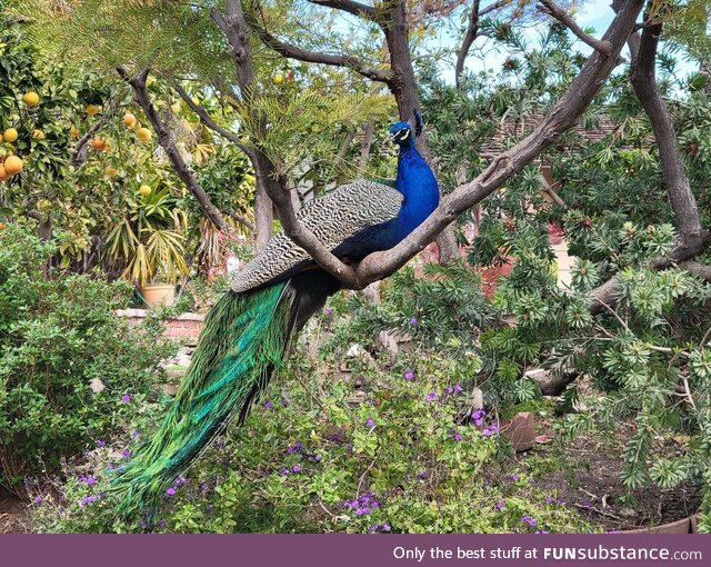 Peacock in Arcadia, CA