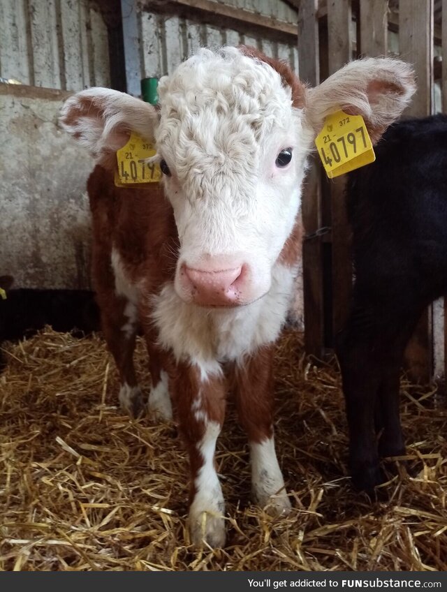 Small calf