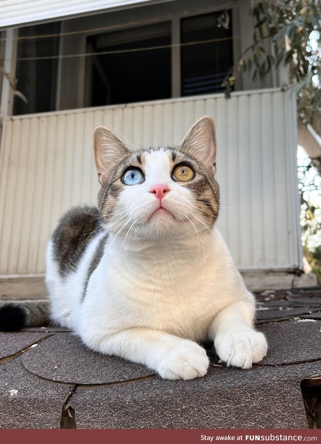 A stray cat in Izmir, Turkey