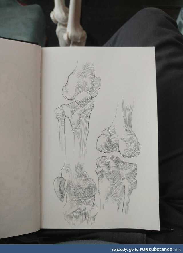 [OC] anatomy sketches in pen