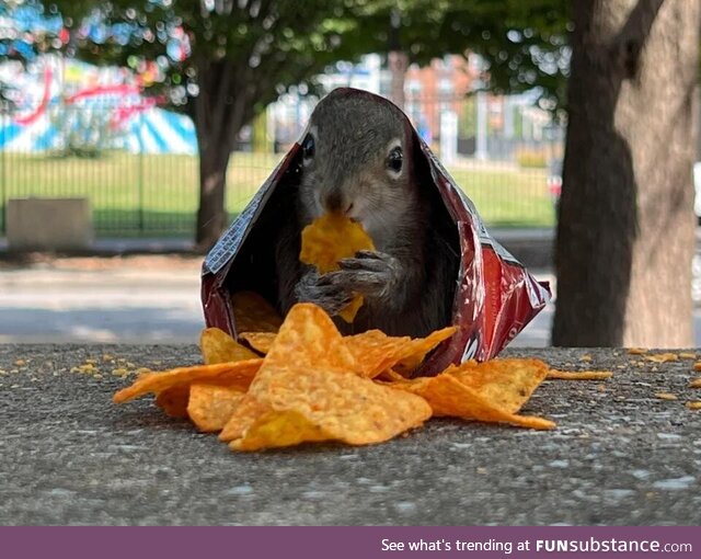 Doritos are squirrel approved