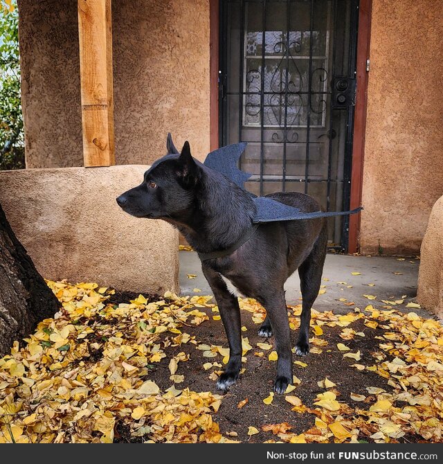 Juniper getting spooky