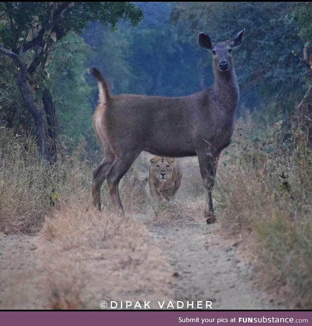 Lioness lurking behind a deer while her cubs watch