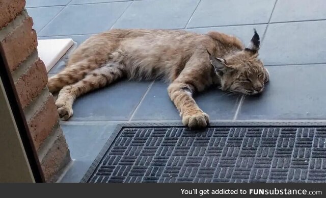 Wild bobcat decides to take a quick nap on the front porch Arizona US