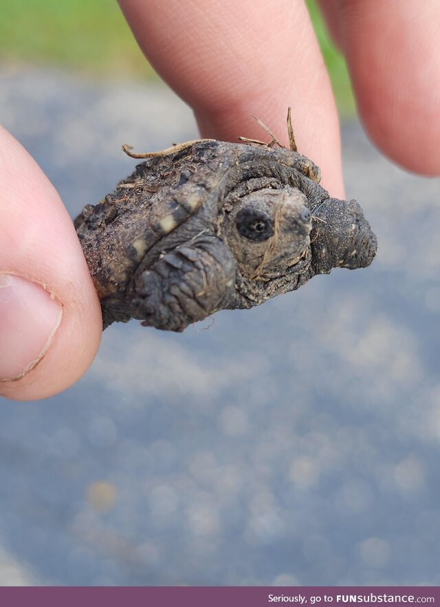 Just helped this fella across a path