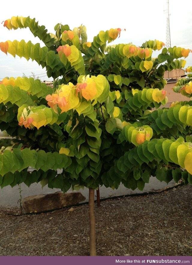 Rising sun redbud tree