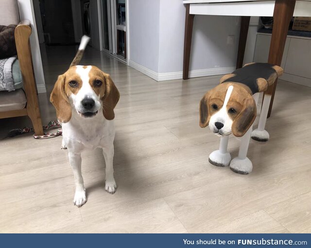 Need another stool? Consider getting a dog