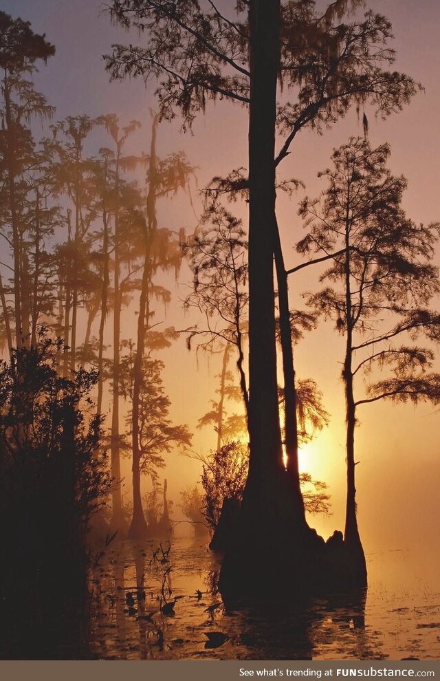 Okefenokee National Wildlife Refuge, Georgia. The largest blackwater swamp in North