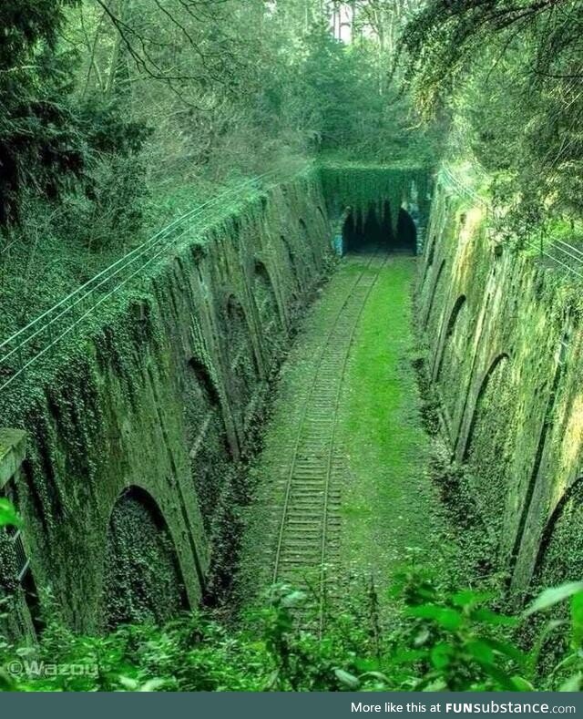 Nature overtakes an abandoned tunnel in France