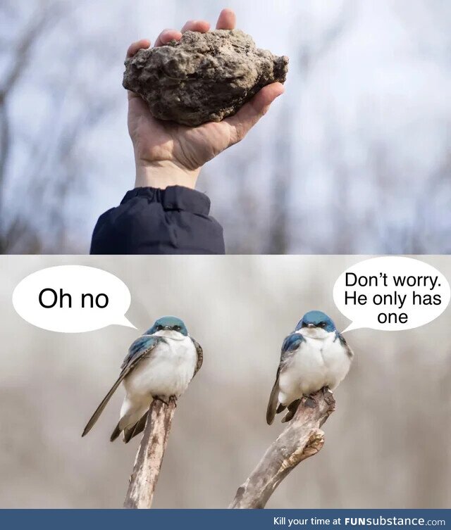 Birds aren't real