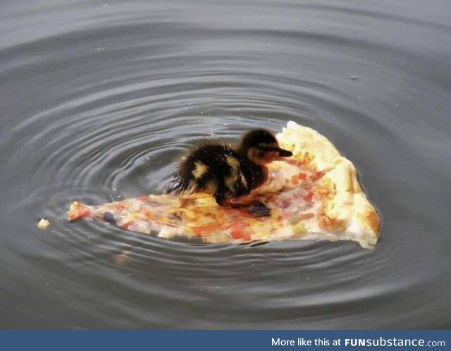 Italian ducklings first swim