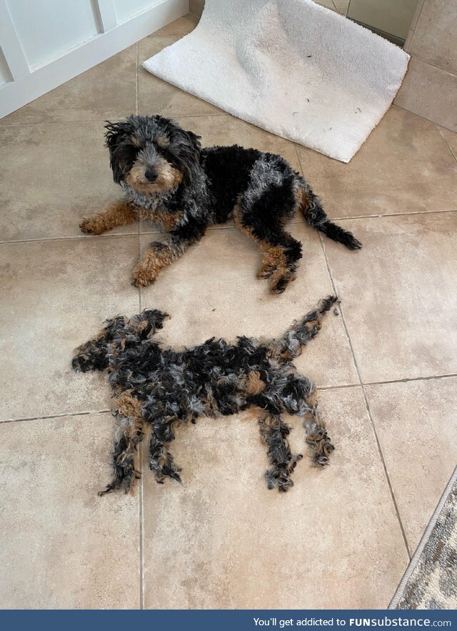 Checo gets a hair cut and a new friend