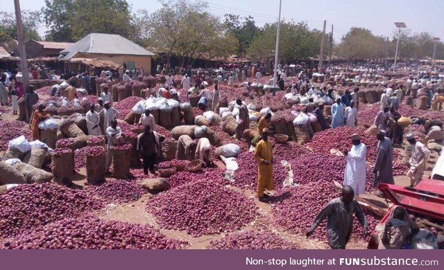 Onion market in Aliero Nigeria