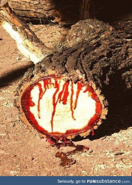 A bloodwood tree