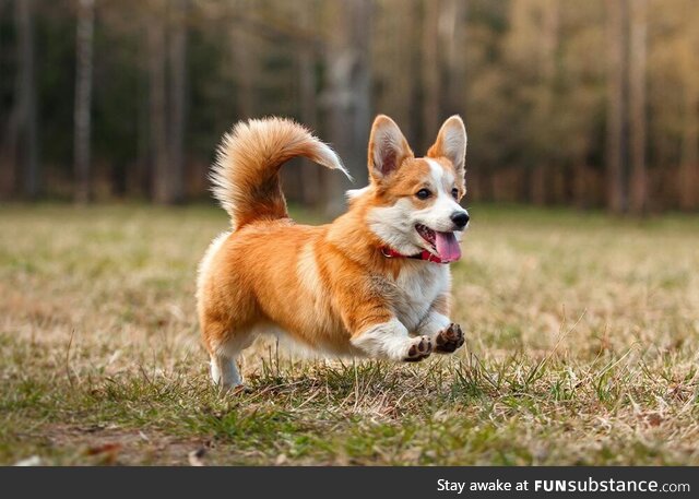 Beautiful corgi