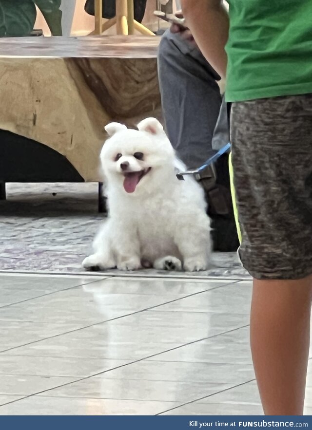 Saw this dog at the Walmart the other day too cute