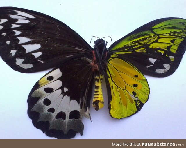 Gynandromorphs! Butterflies with one female wing and one male wing